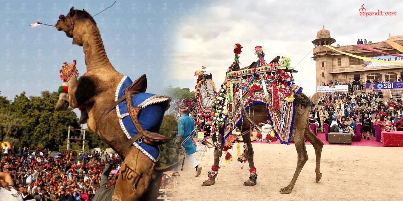 Bikaner Camel Festival 2025 Bikaner Camel Festival 2025