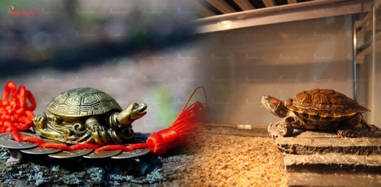 Vastu Tortoise