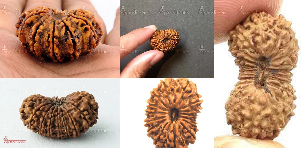 Rudraksha