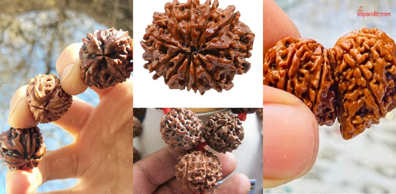 Rudraksha