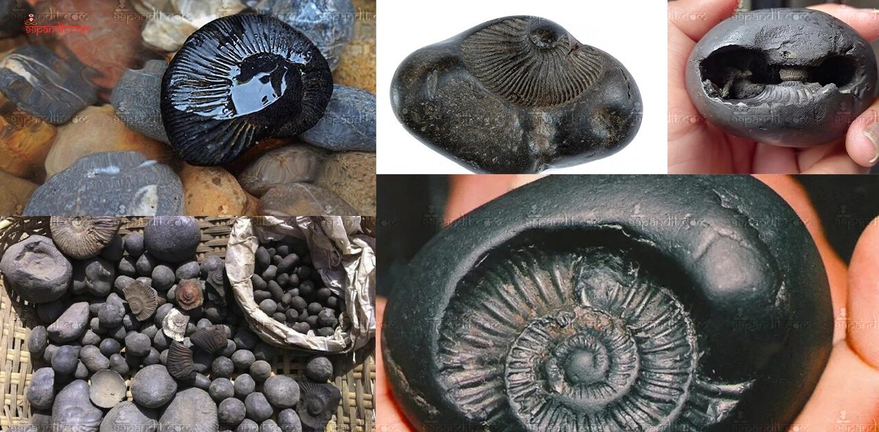 Shaligram Stone