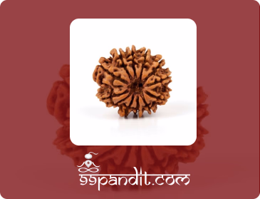 12 Mukhi Rudraksha: Benefits, Power, & Significance-99pandit
